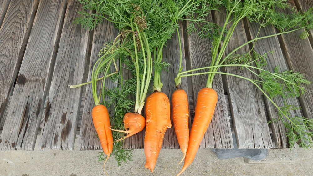 carrot